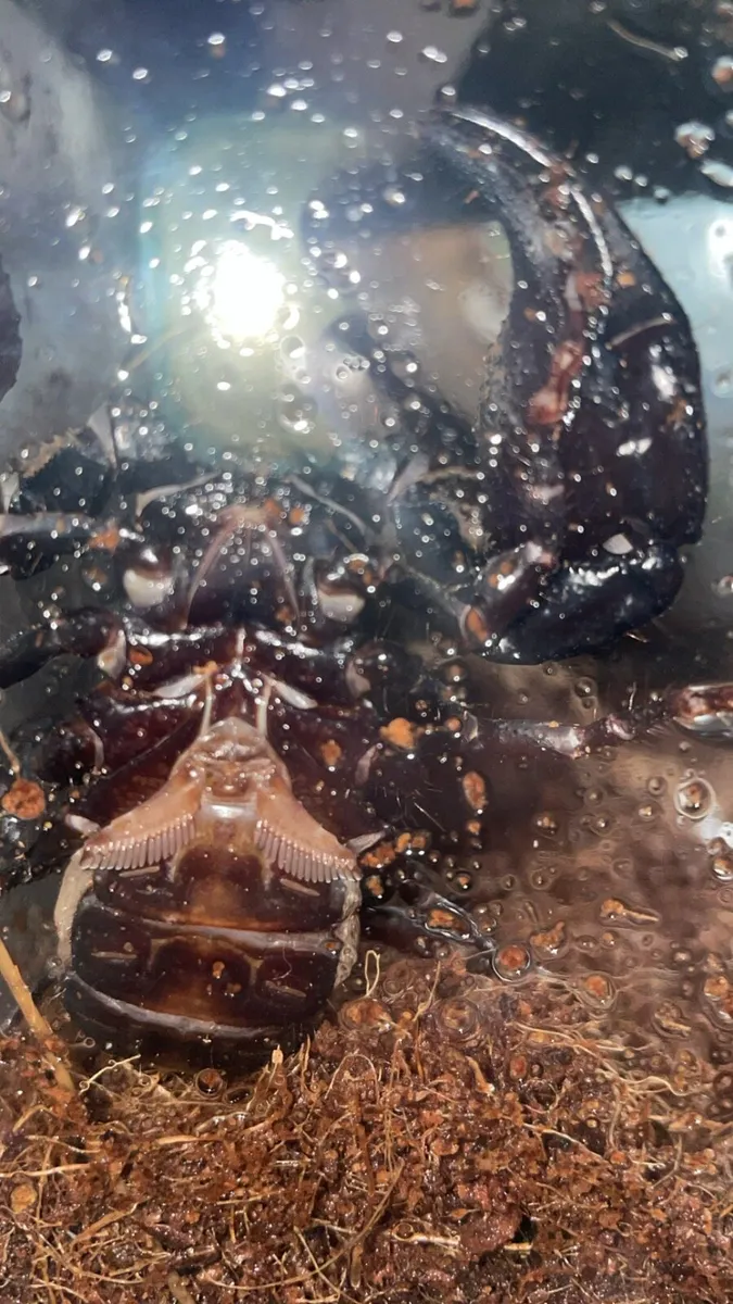 Black Forest Asian scorpion - Image 2