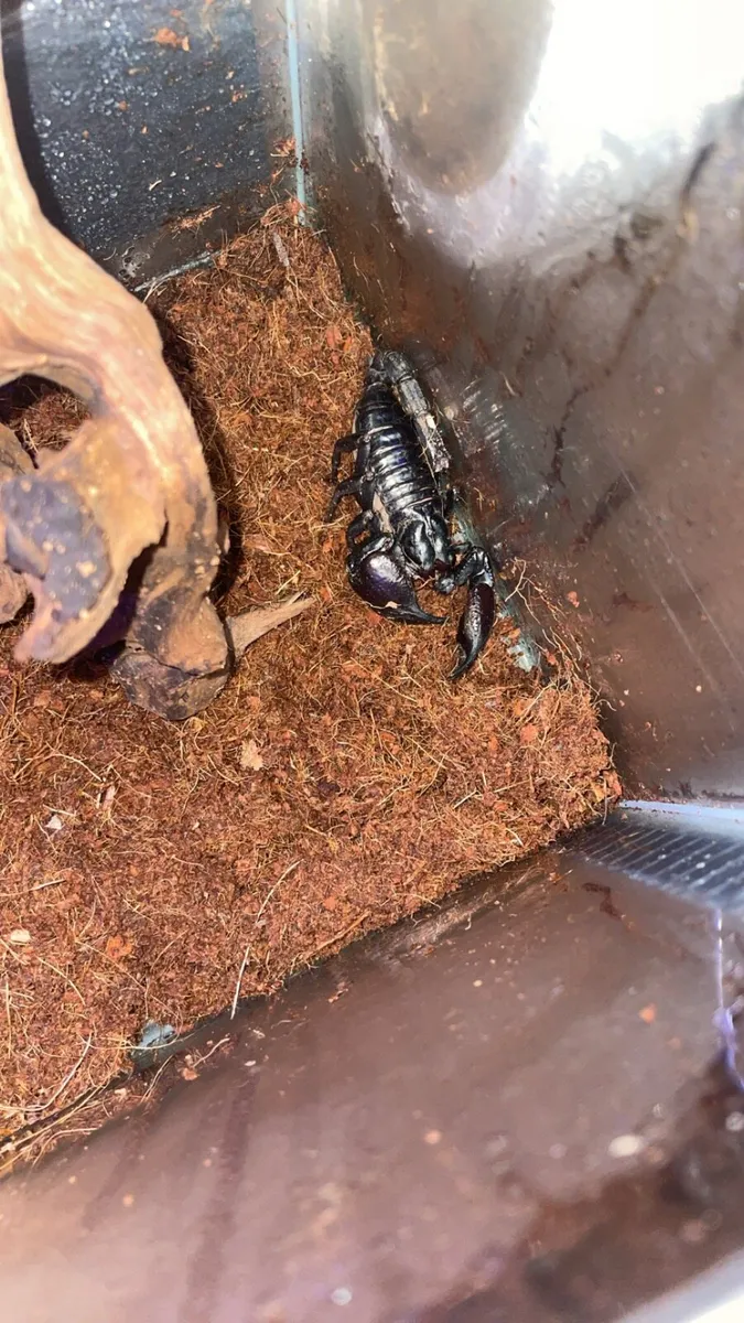 Black Forest Asian scorpion - Image 3