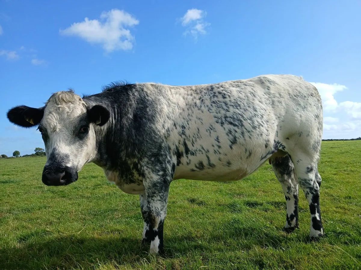 In calf heifers - Image 2