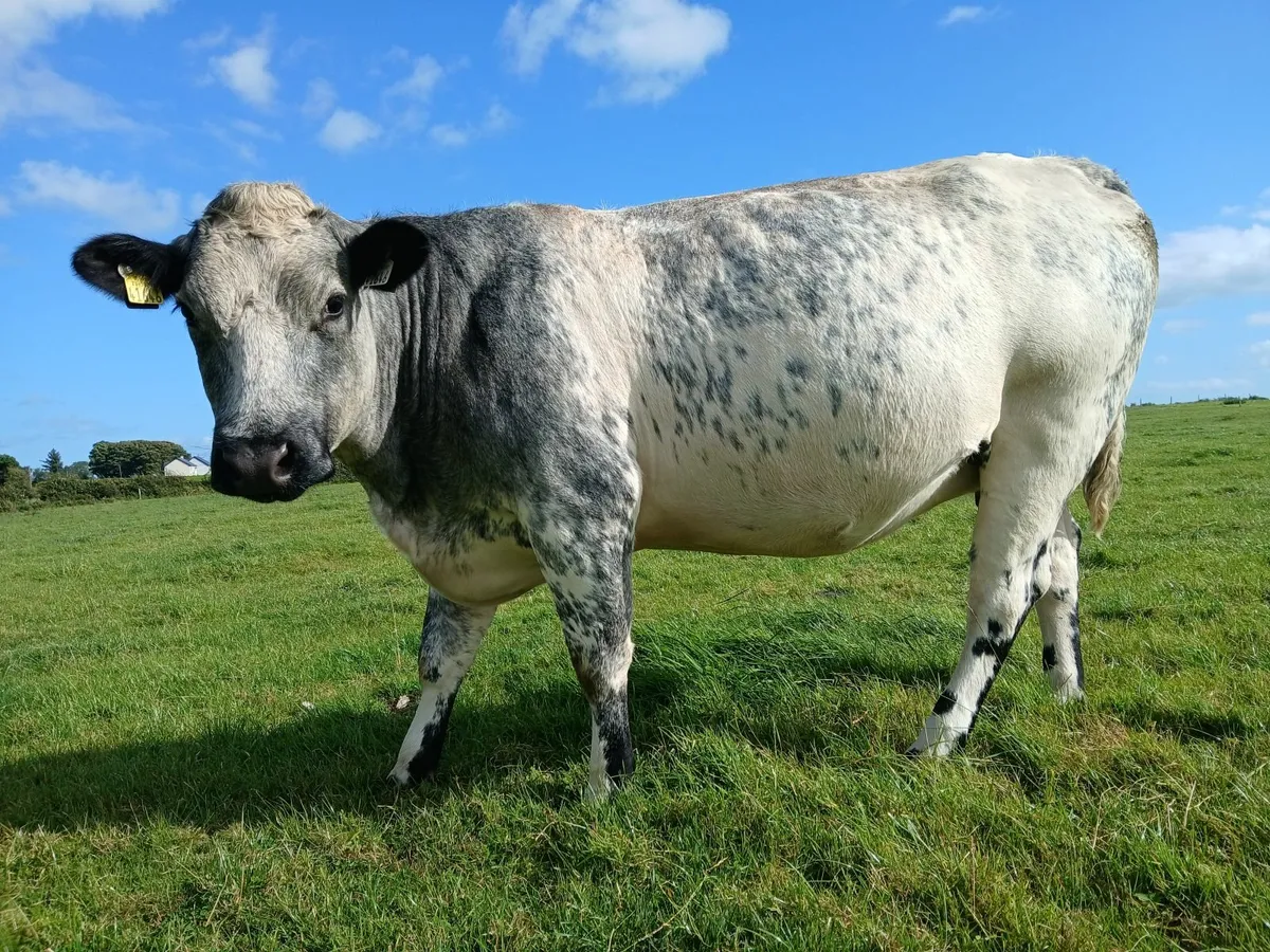 In calf heifers - Image 3