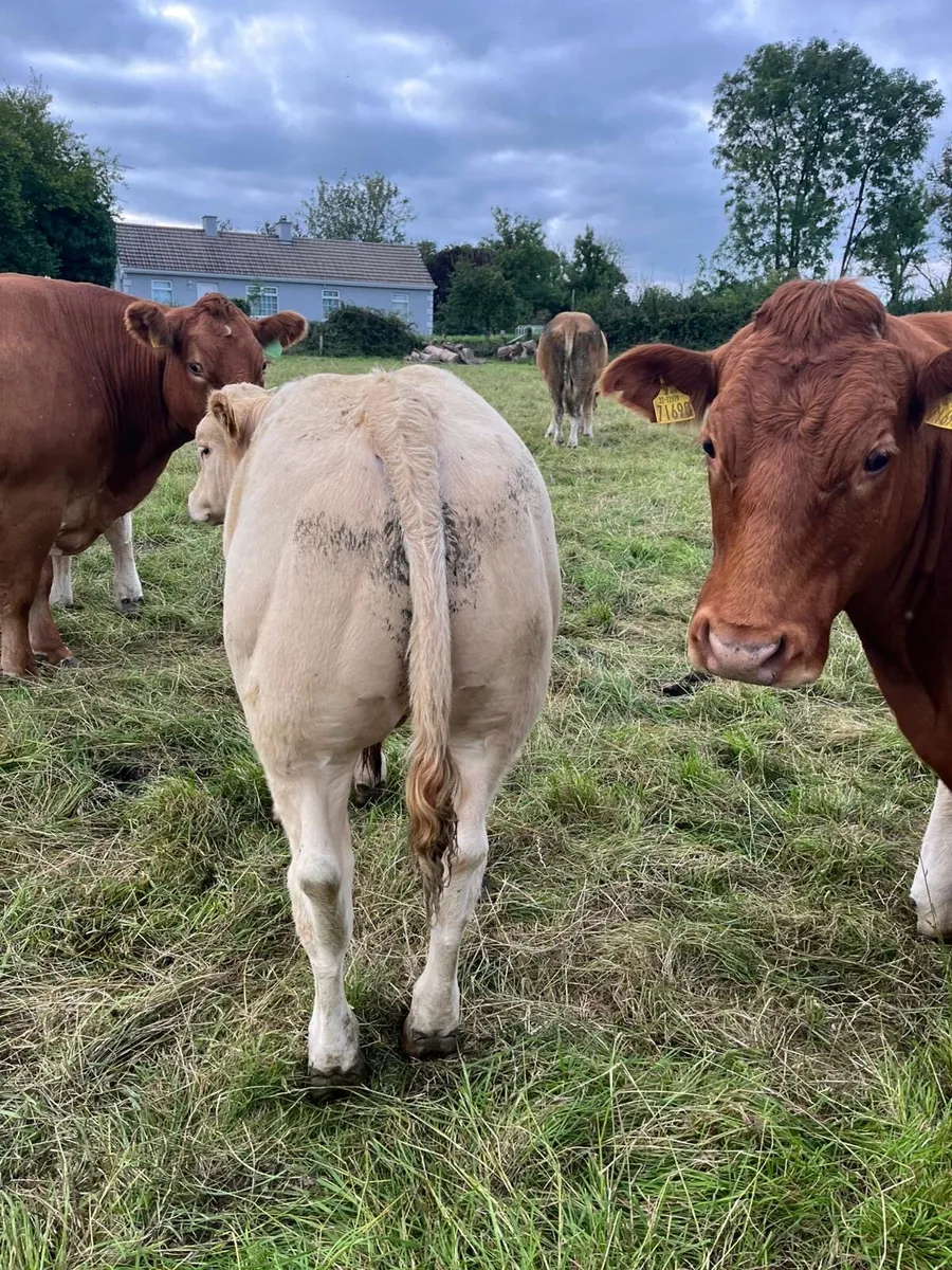 CHX weanlings - Image 1
