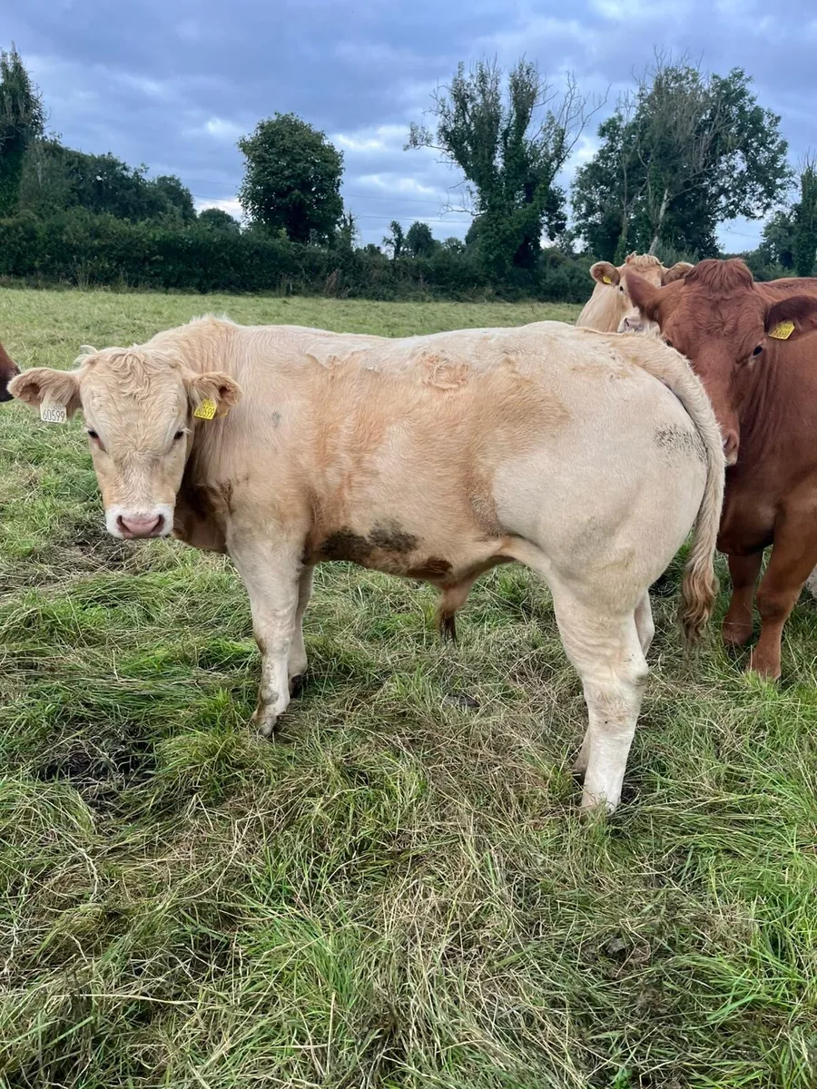 CHX weanlings - Image 2