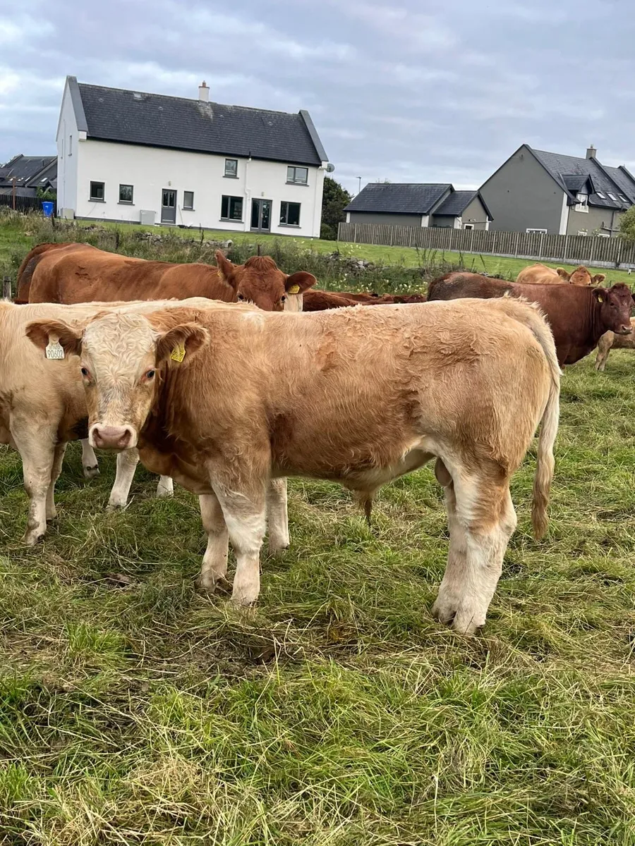 CHX weanlings - Image 3