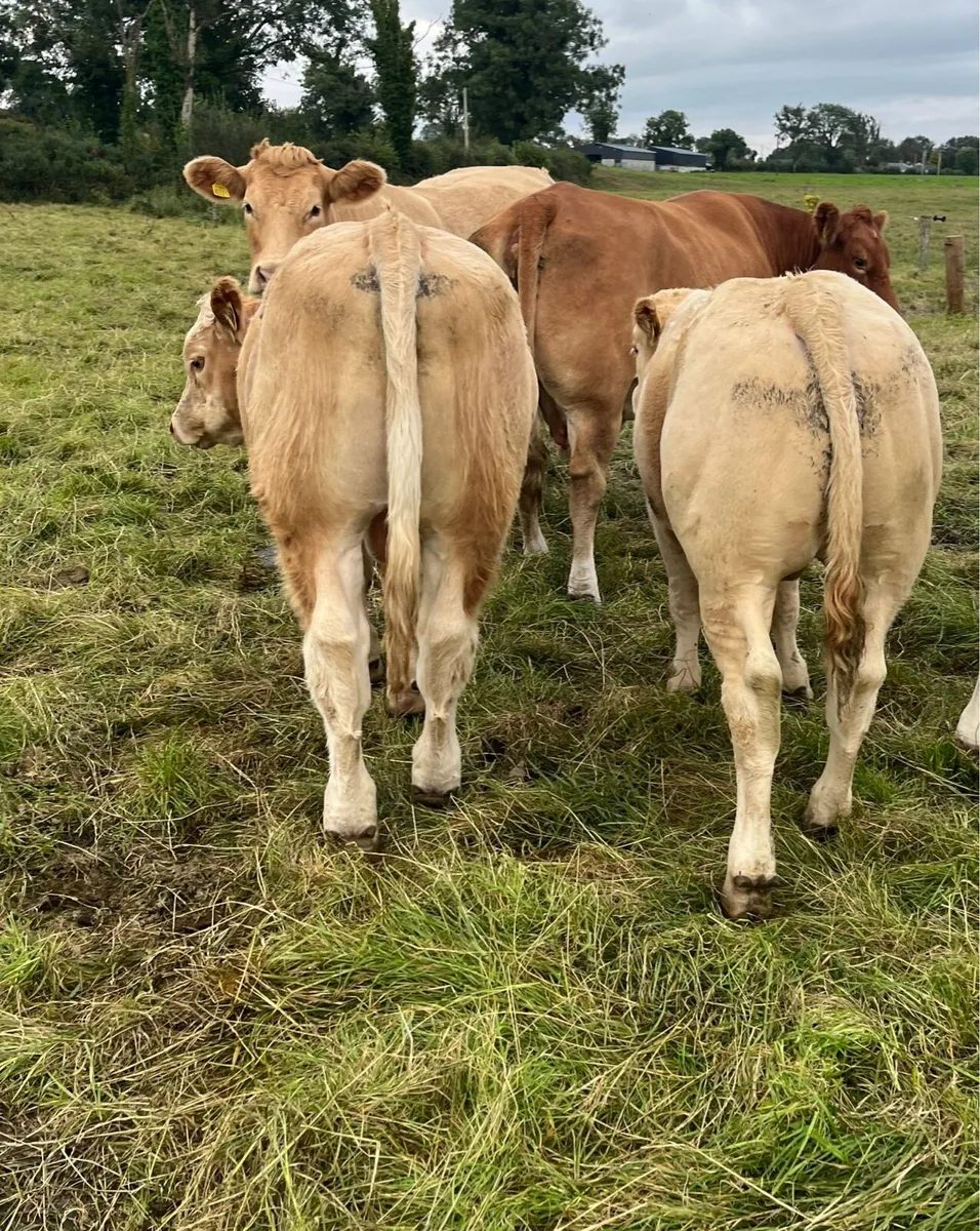 CHX weanlings - Image 4