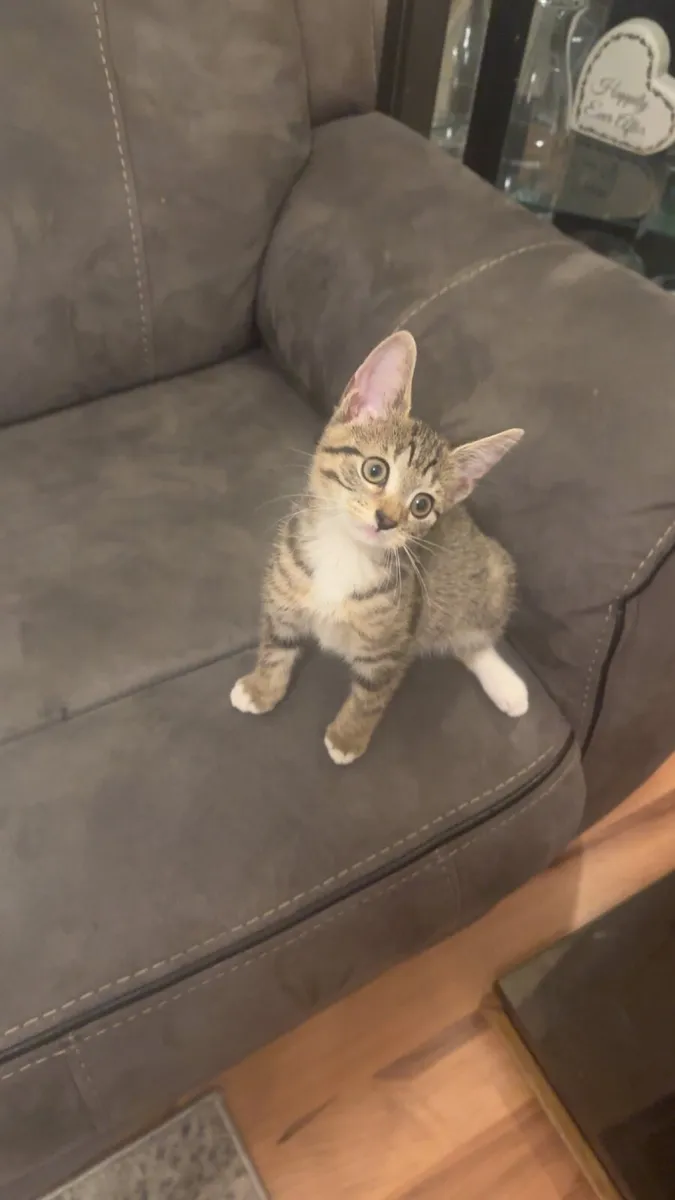 3 month kitten female - Image 1