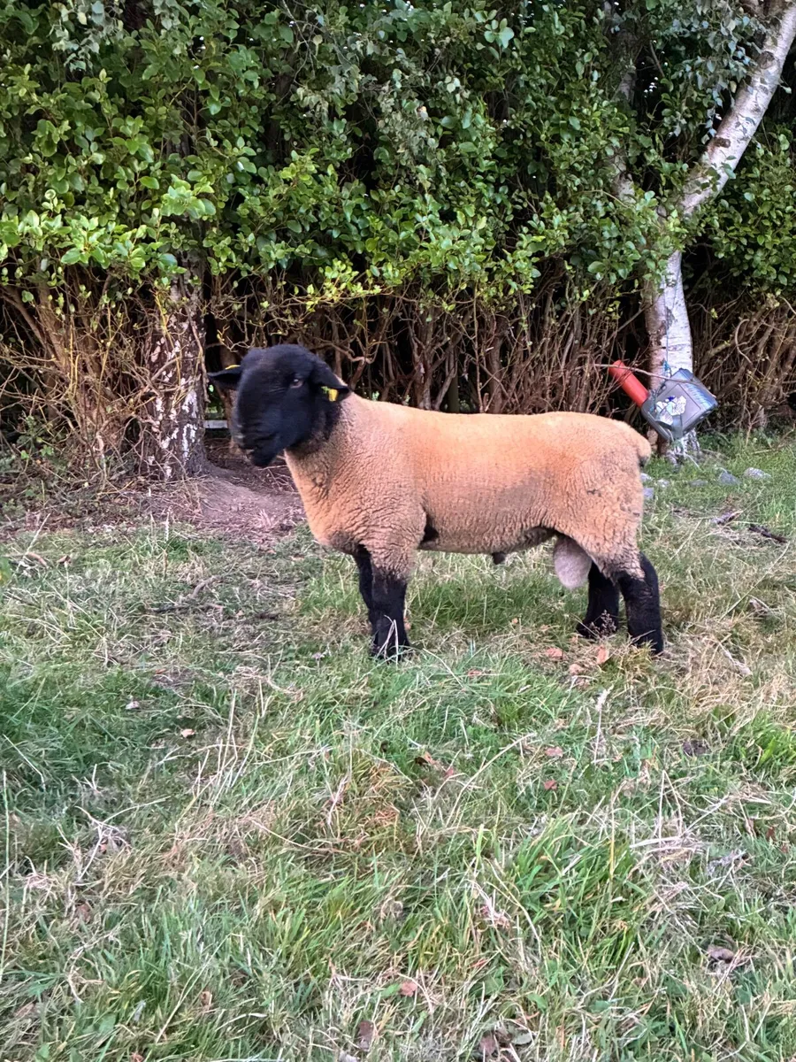 Sheep - Image 3