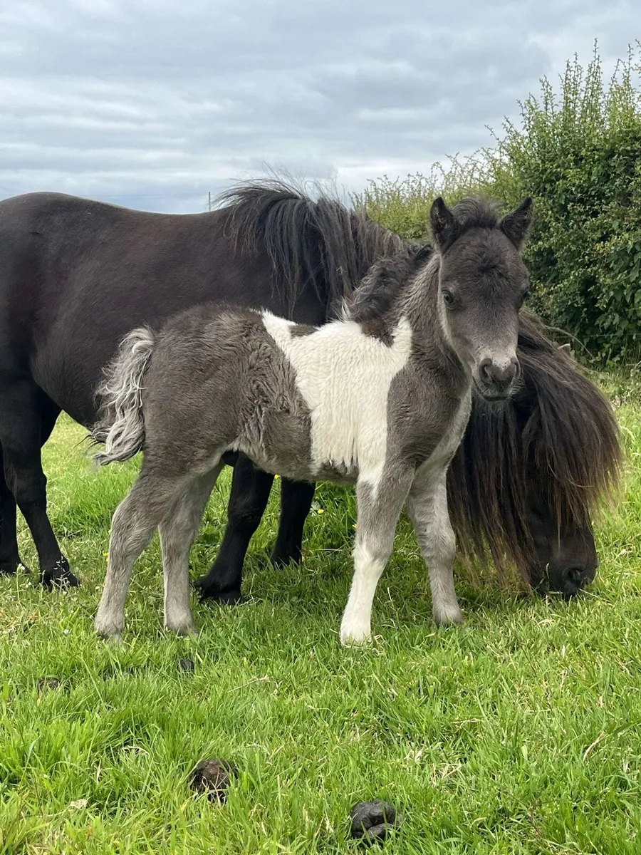 Miniature Shetland Colt for sale - Image 1