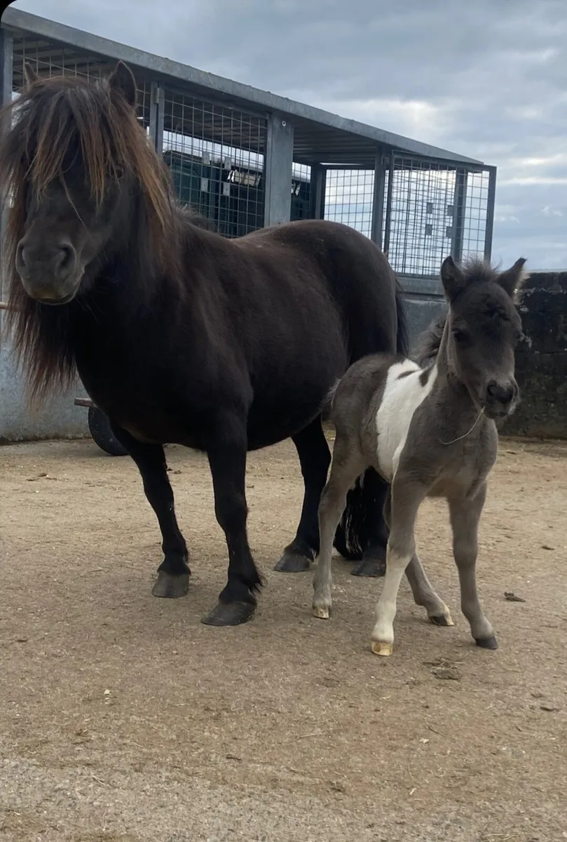 Miniature Shetland Colt for sale - Image 2