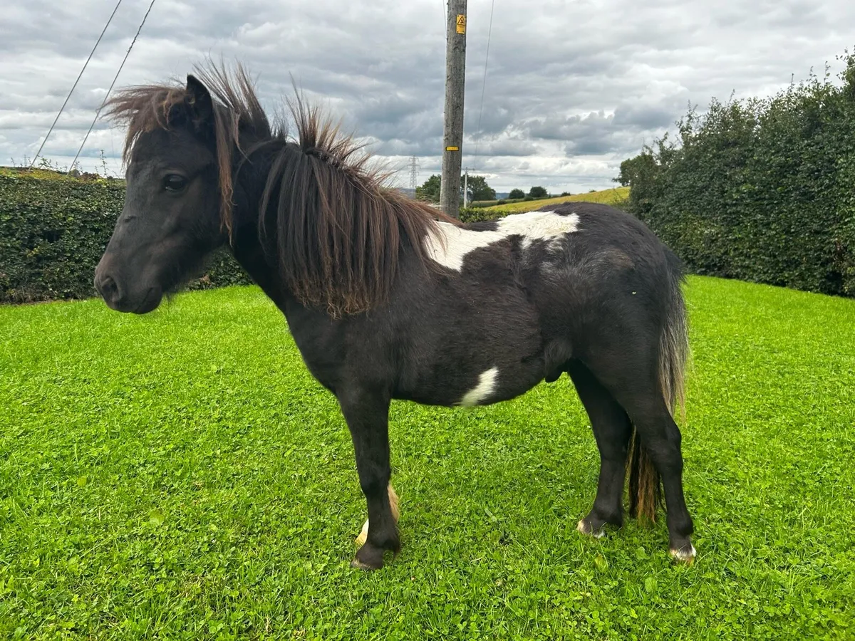 Miniature Shetland Colt for sale - Image 3