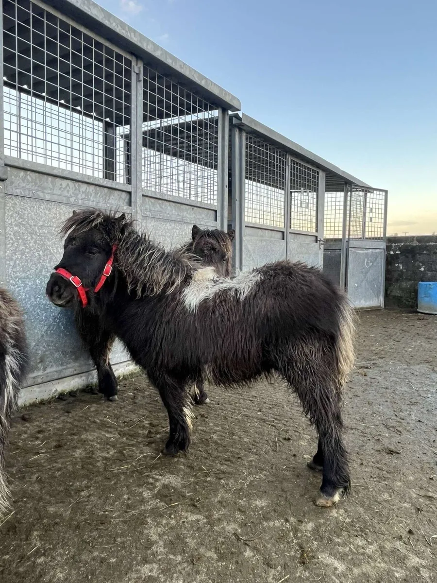Miniature Shetland Colt for sale - Image 4