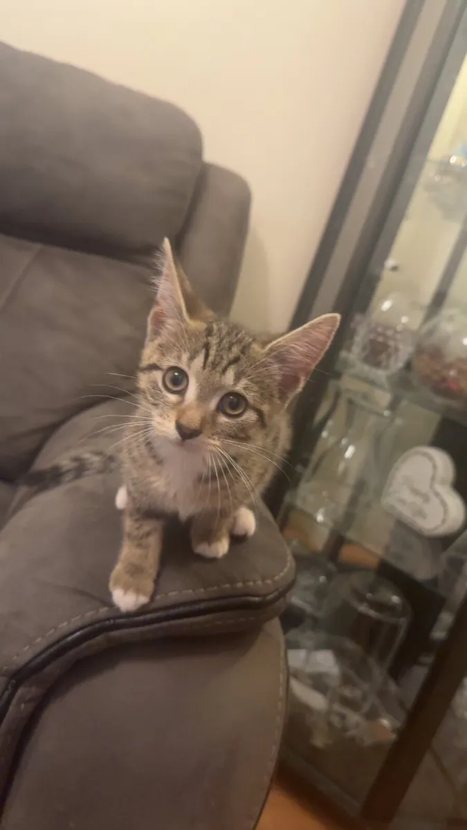 3 month kitten female - Image 2
