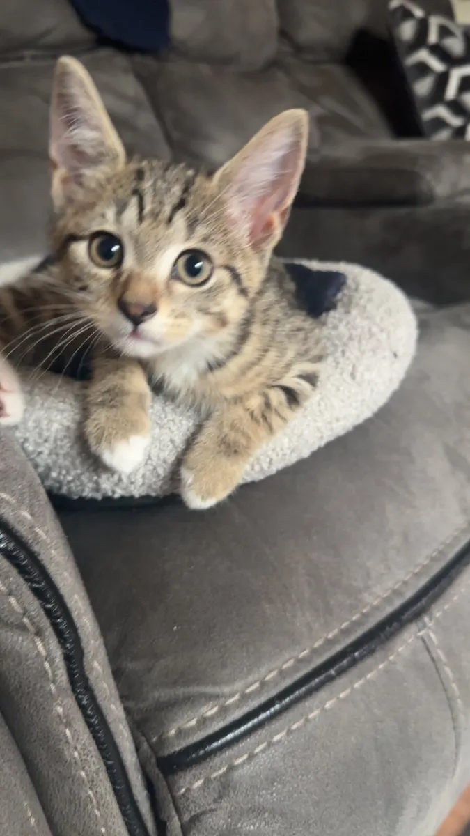 3 month kitten female - Image 3