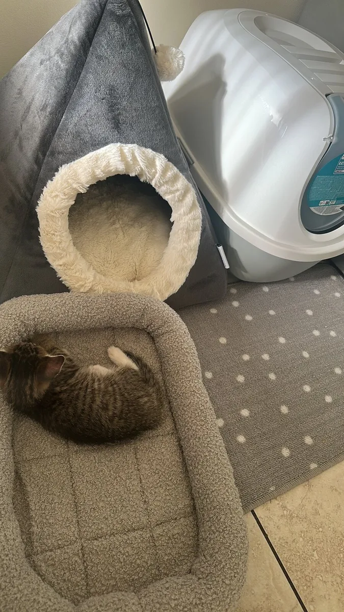 3 month kitten female - Image 4