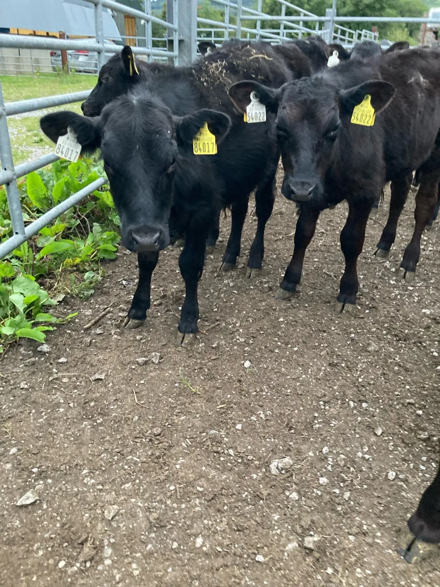 SUPER QUALITY AA BULL WEANLINGS - Image 4