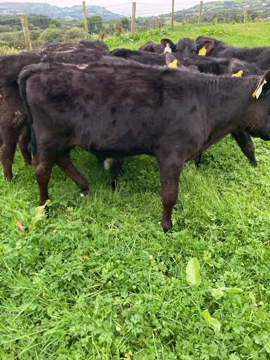 SUPER QUALITY AA BULL WEANLINGS - Image 1