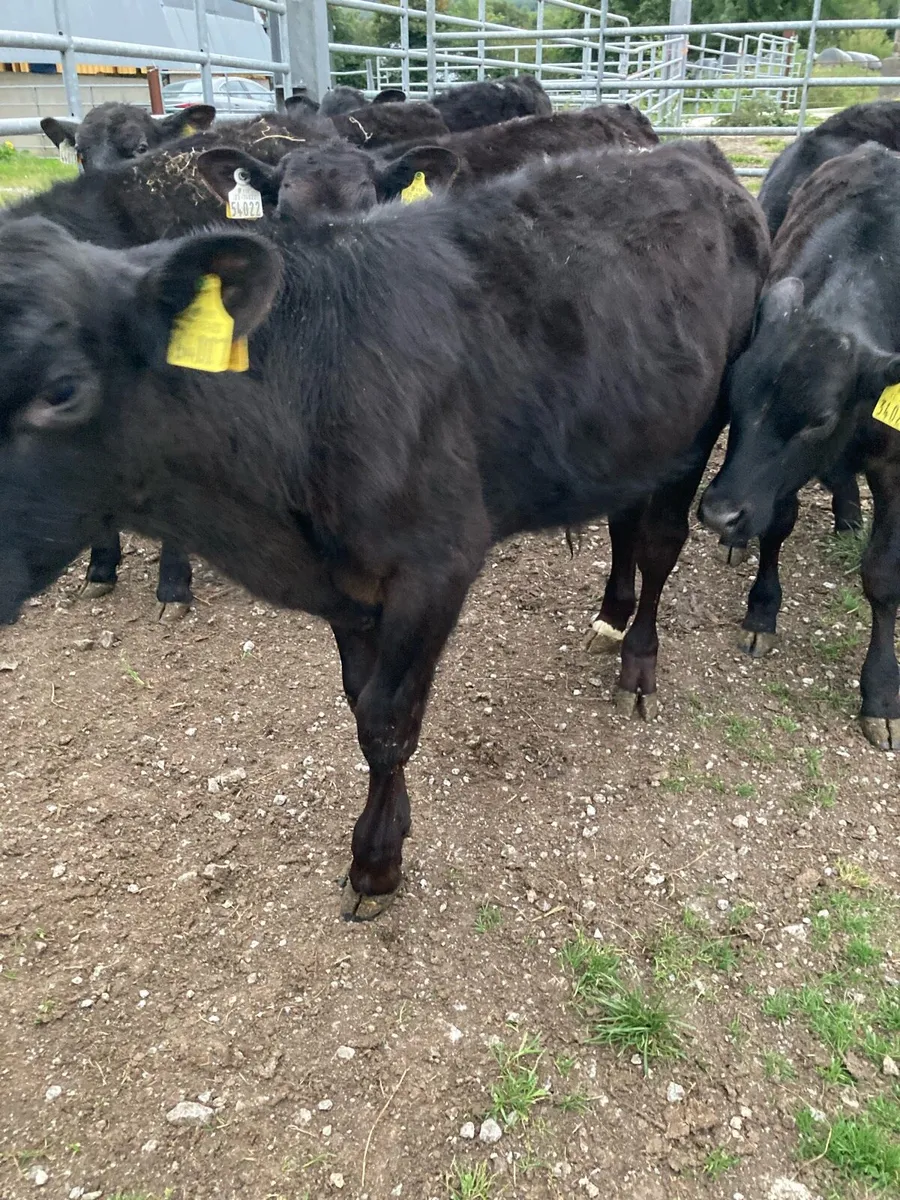 SUPER QUALITY AA BULL WEANLINGS - Image 3