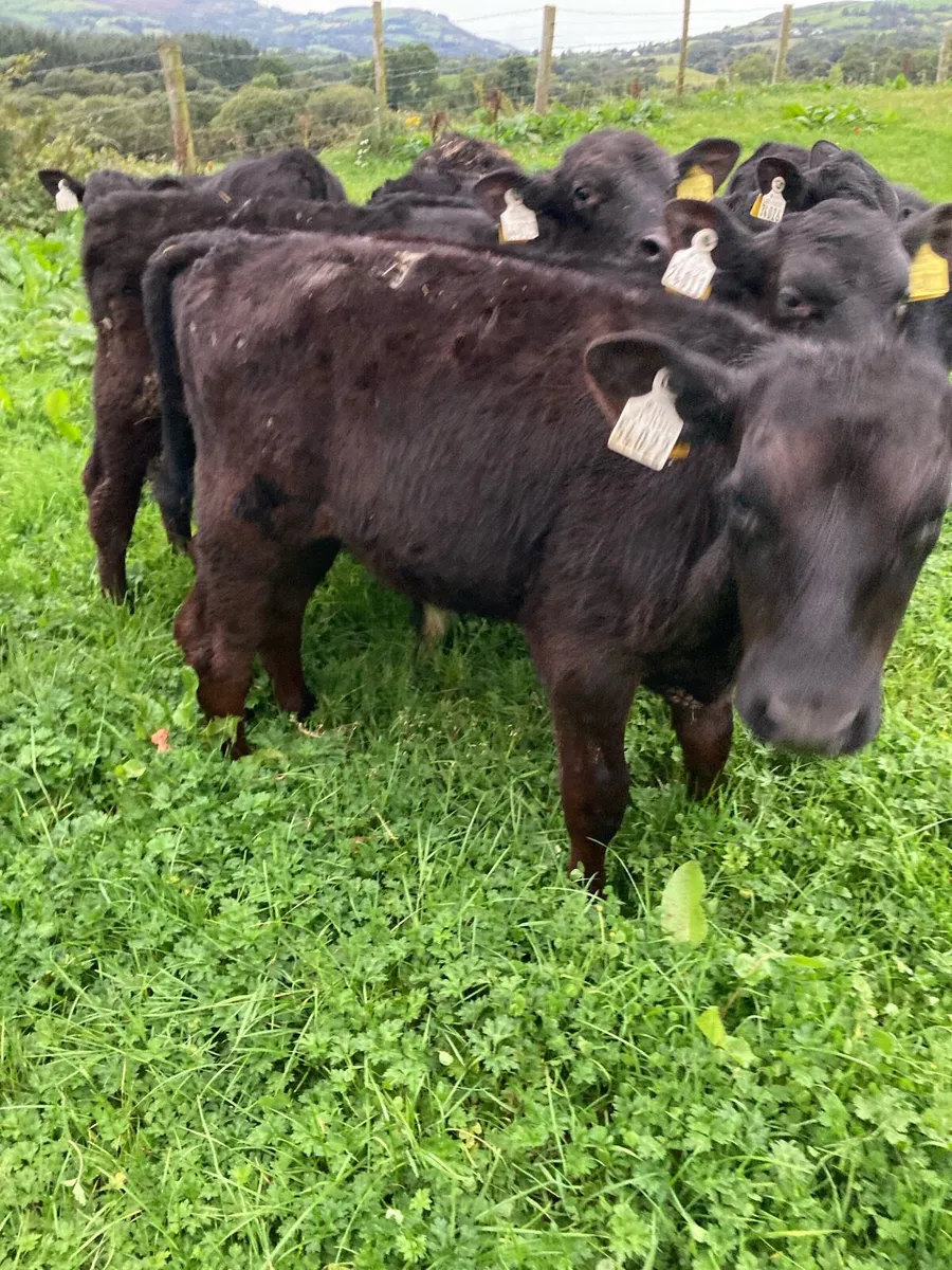 SUPER QUALITY AA BULL WEANLINGS - Image 2