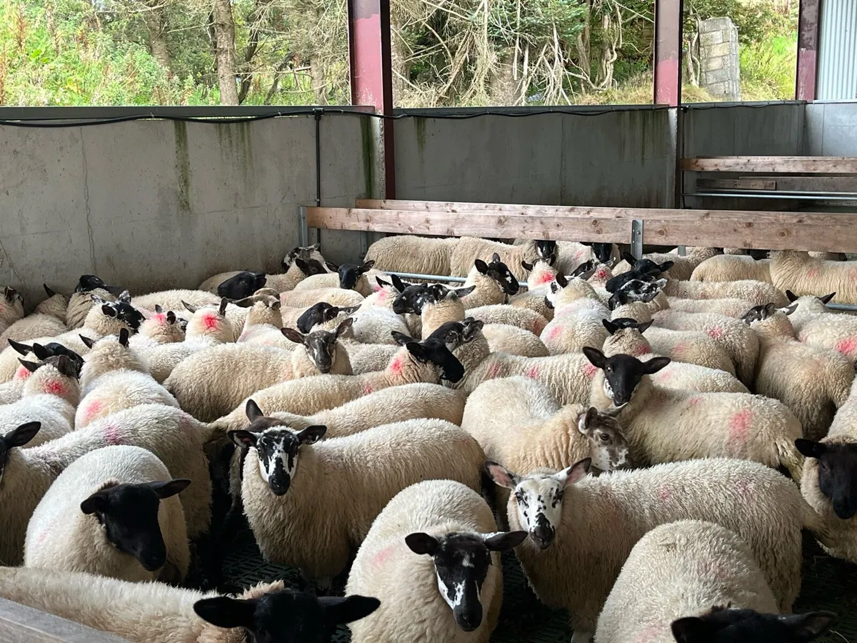 Suffolk x ewe lambs - Image 2