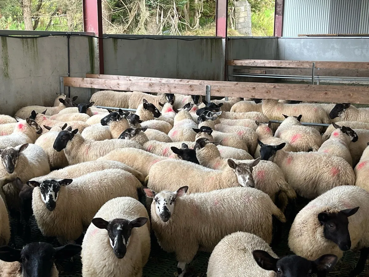 Suffolk x ewe lambs - Image 1