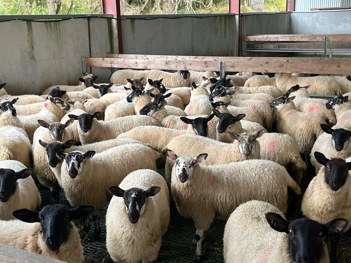 Suffolk x ewe lambs - Image 3