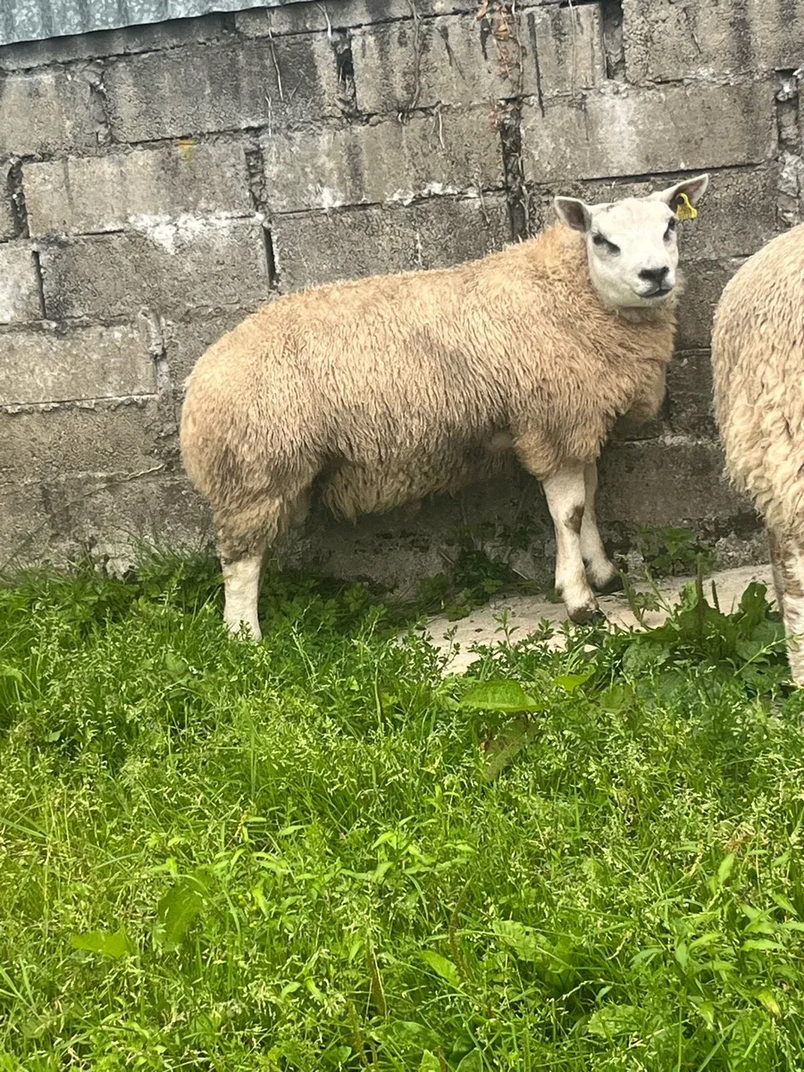 Pedigree beltex ram and ewe lambs - Image 1