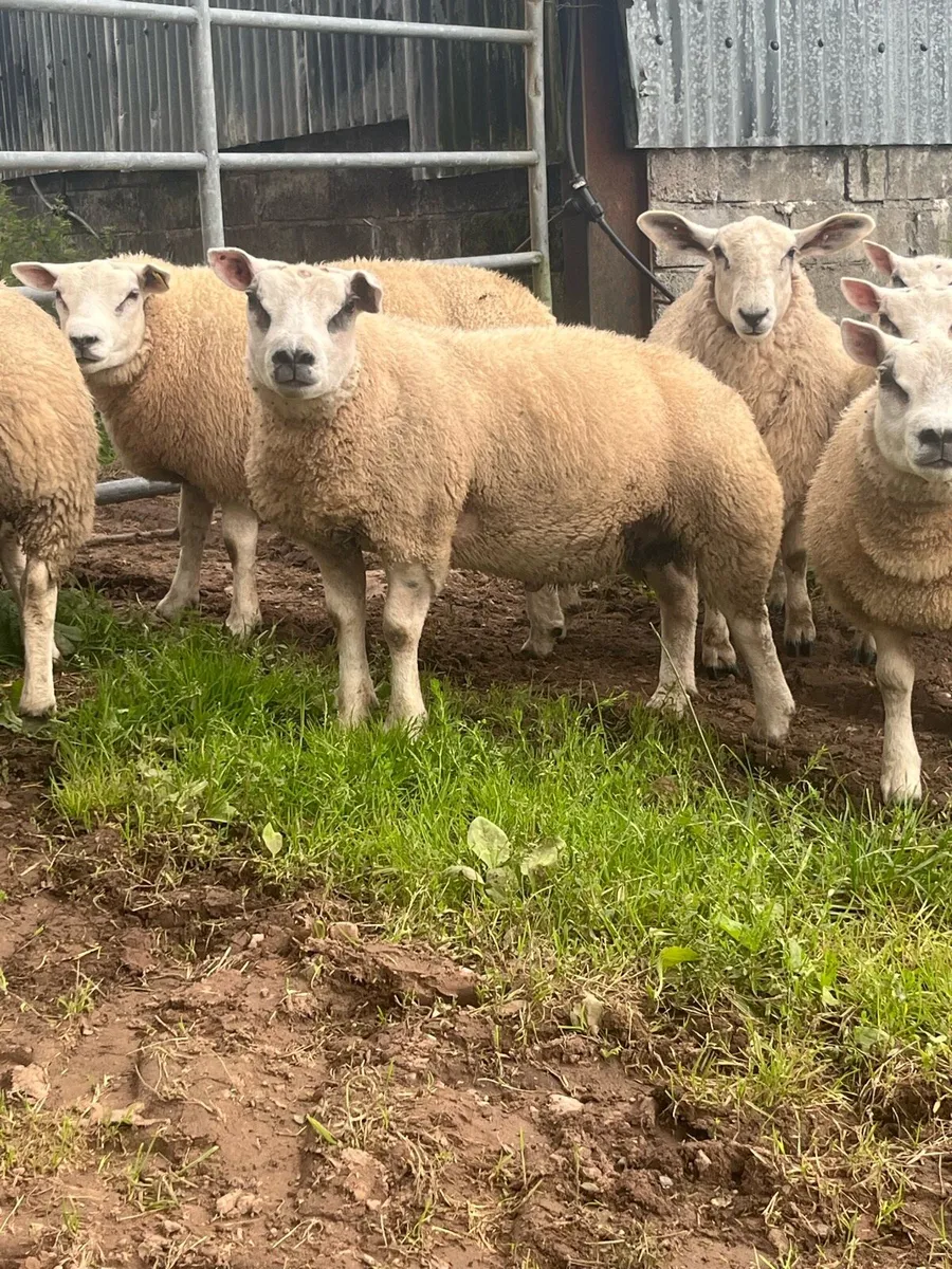 Pedigree beltex ram and ewe lambs - Image 2