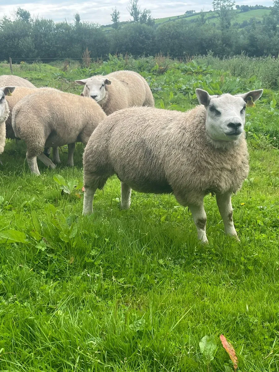 Pedigree beltex ram and ewe lambs - Image 3