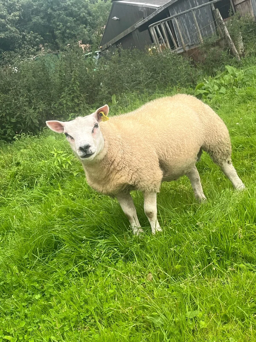 Pedigree beltex ram and ewe lambs - Image 4