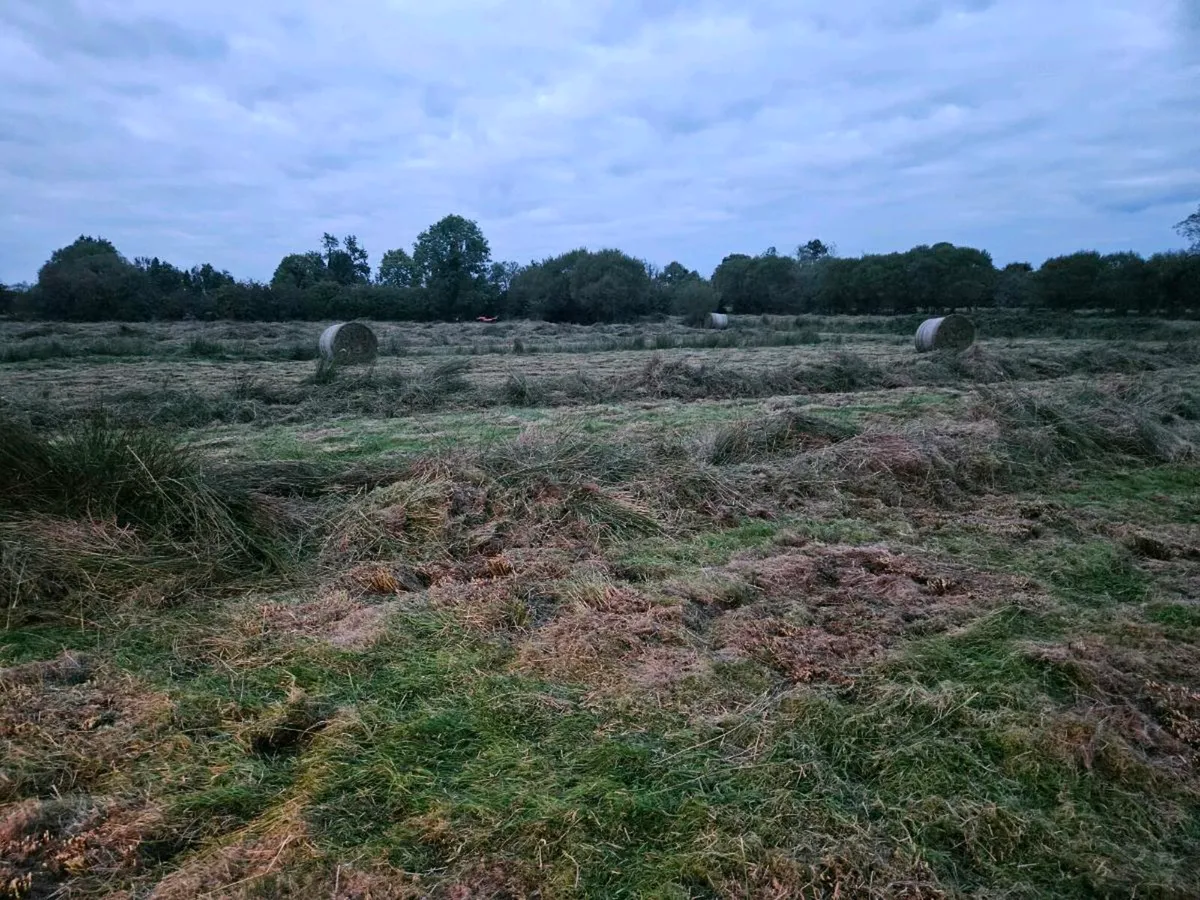 87 bales of rushes/grass - Image 1