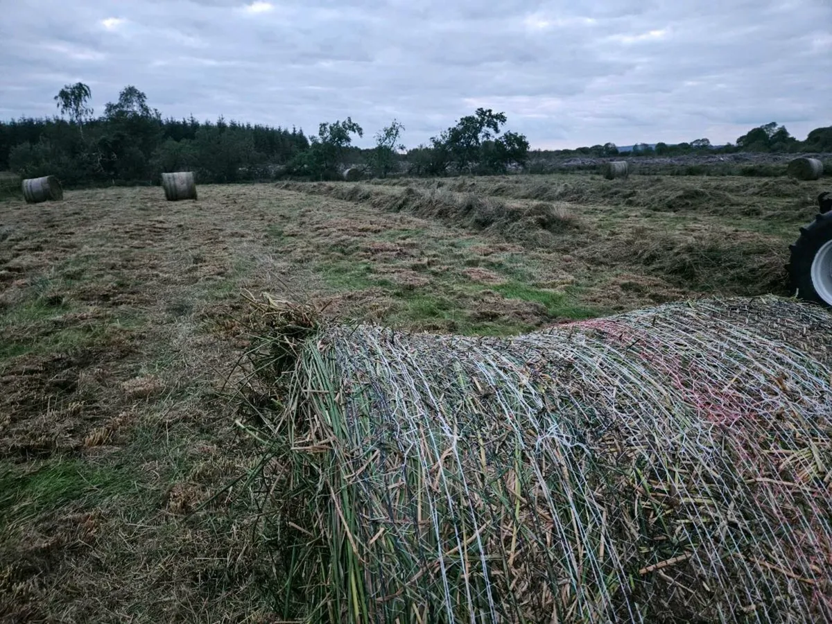 87 bales of rushes/grass - Image 3