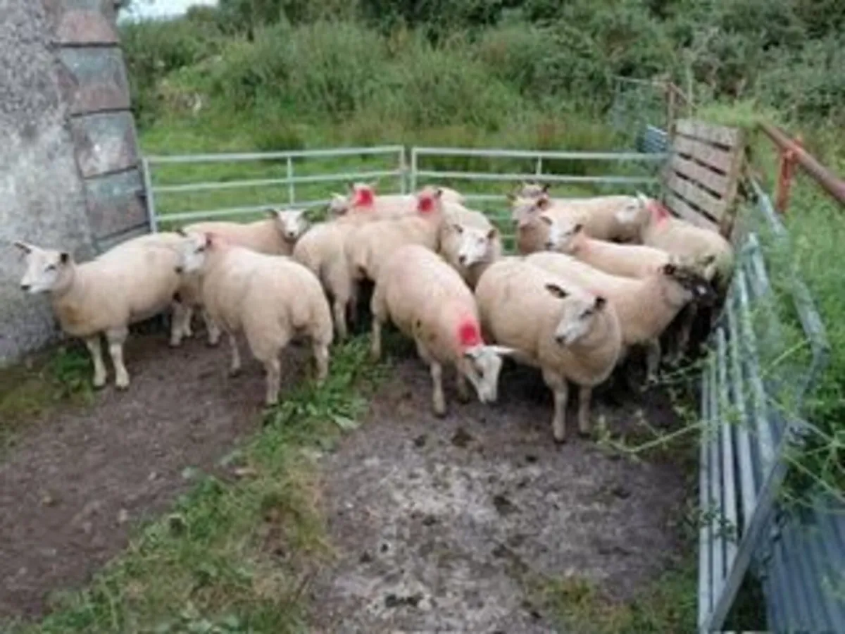 Texel X Ewe Lambs - Image 4
