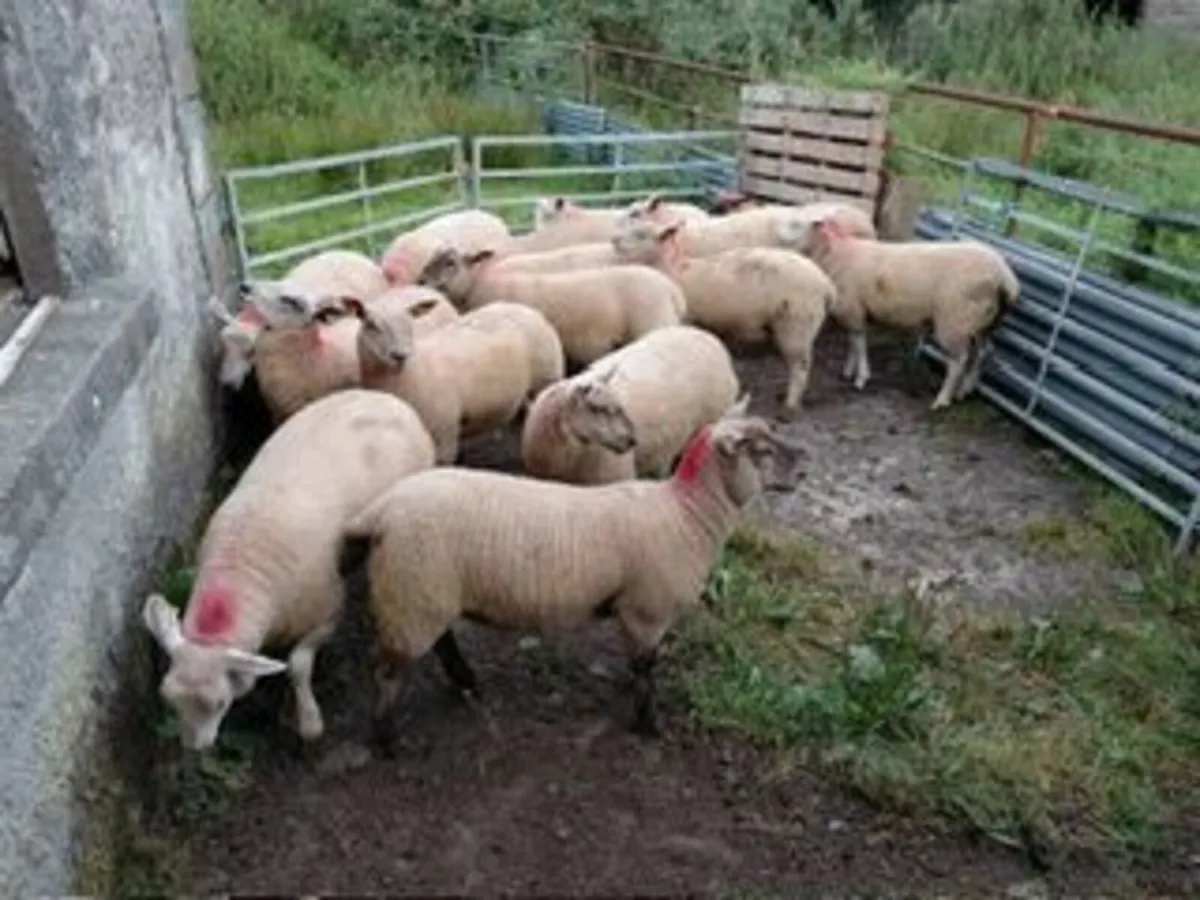 Texel X Ewe Lambs - Image 1