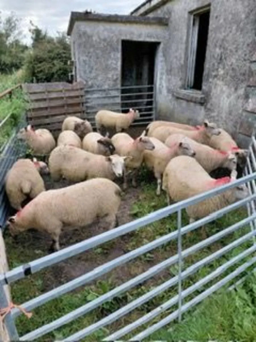 Texel X Ewe Lambs - Image 3