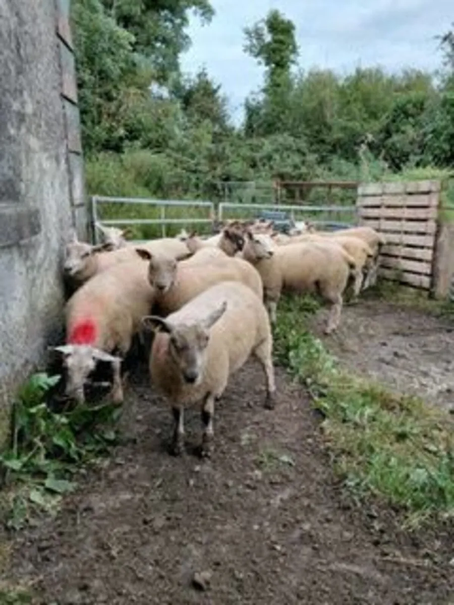Texel X Ewe Lambs - Image 2