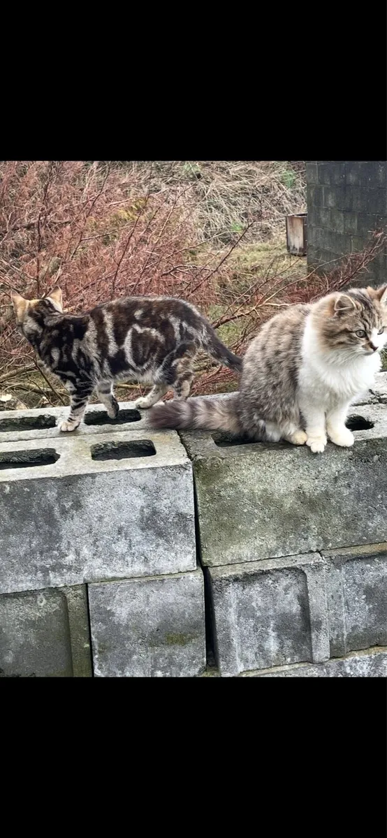 Norweign Forest cat x - Image 1