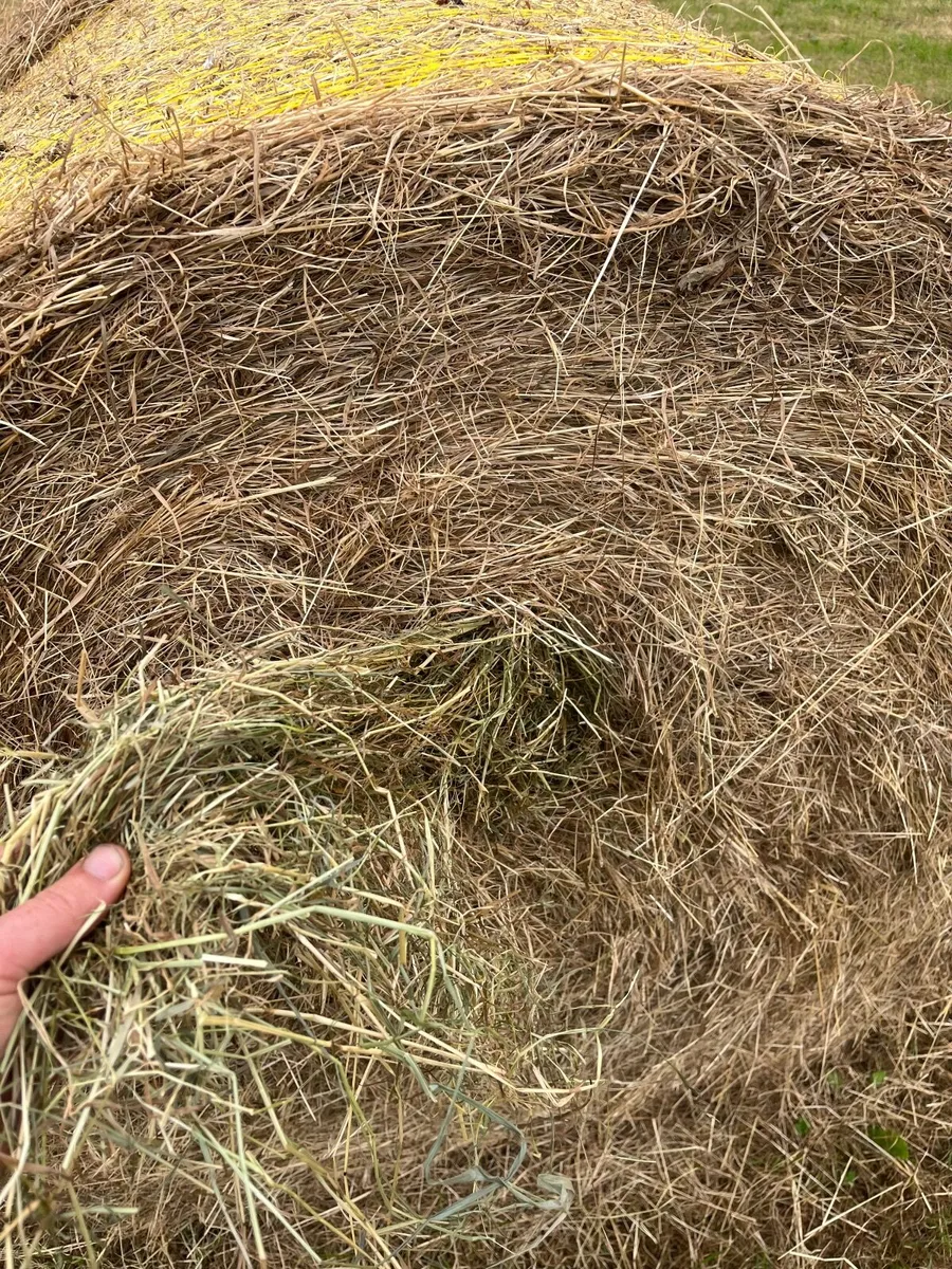 Hay 20 bales