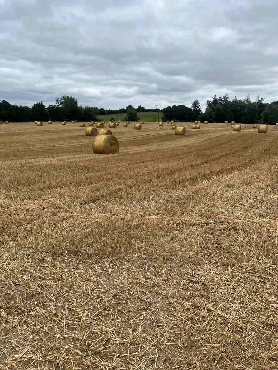 Wheaten straw - Image 1