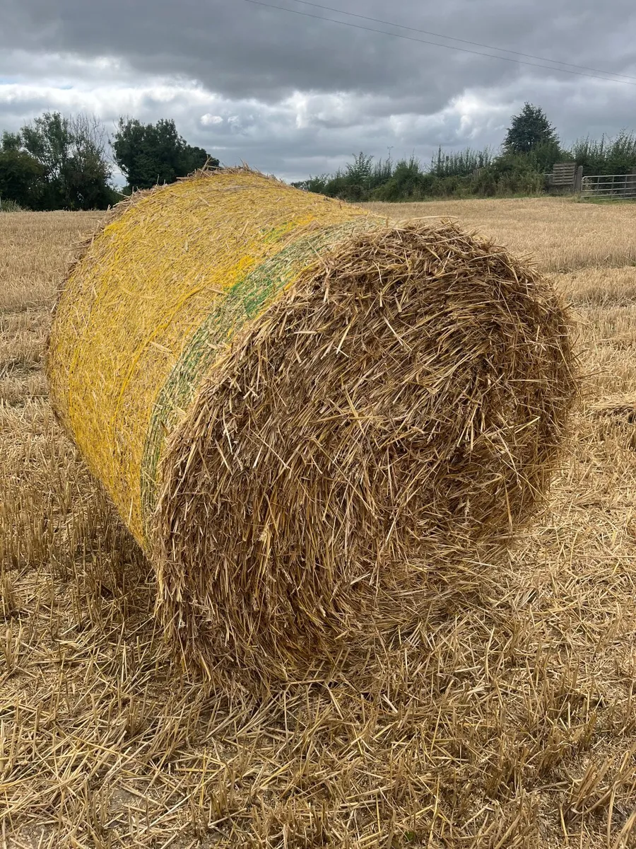 Wheaten straw - Image 2