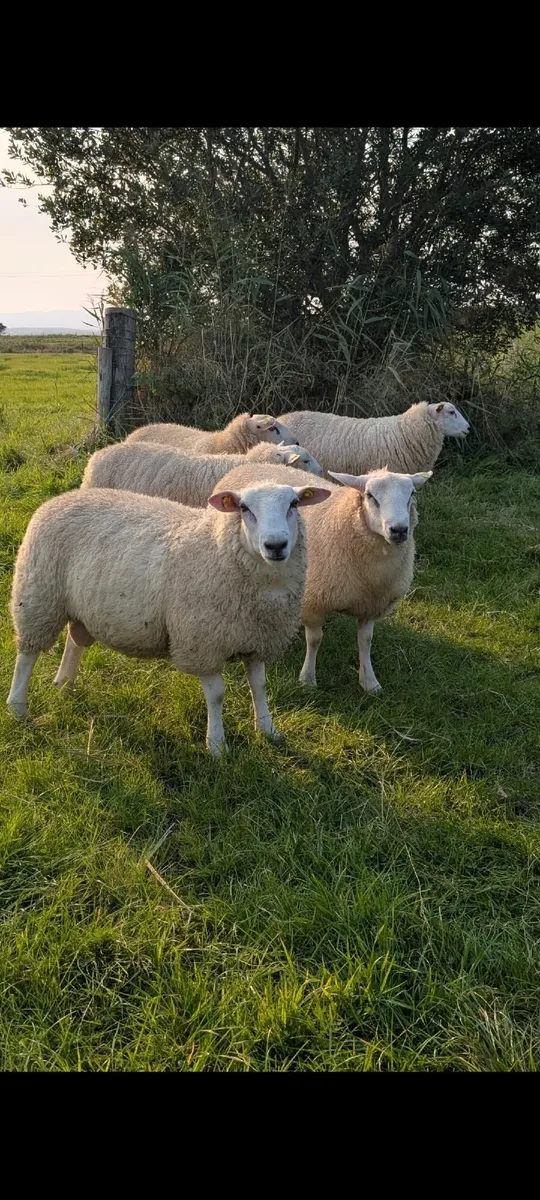 5🌟 Pedigree Rams - ( SIS Eligible ✅) - Image 1