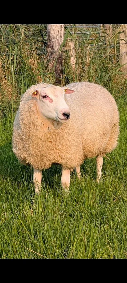 5🌟Pedigree Rams - (SIS Eligible ✅) - Image 4