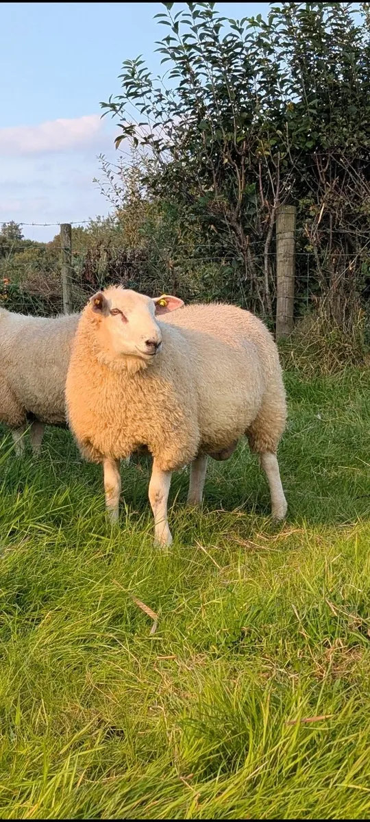 5🌟 Pedigree Rams - ( SIS Eligible ✅) - Image 4