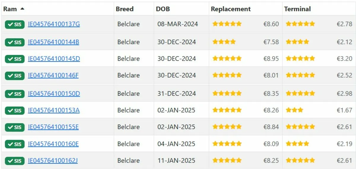 5🌟 Pedigree Rams - ( SIS Eligible ✅) - Image 2