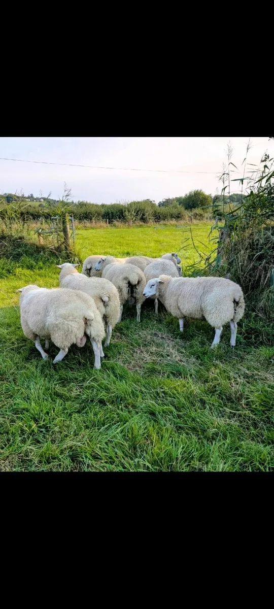 5🌟 Pedigree Rams - ( SIS Eligible ✅) - Image 3