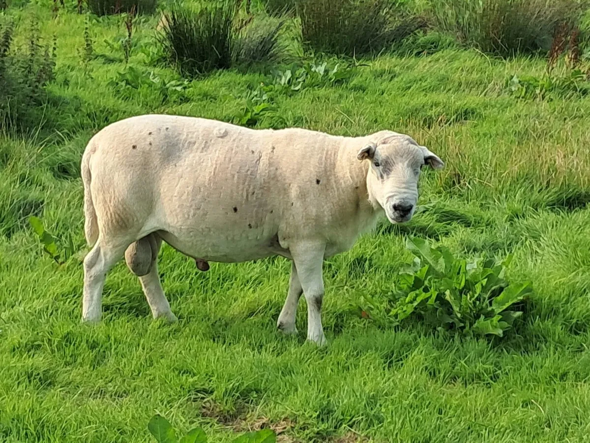 Easy Care Ram - Image 1