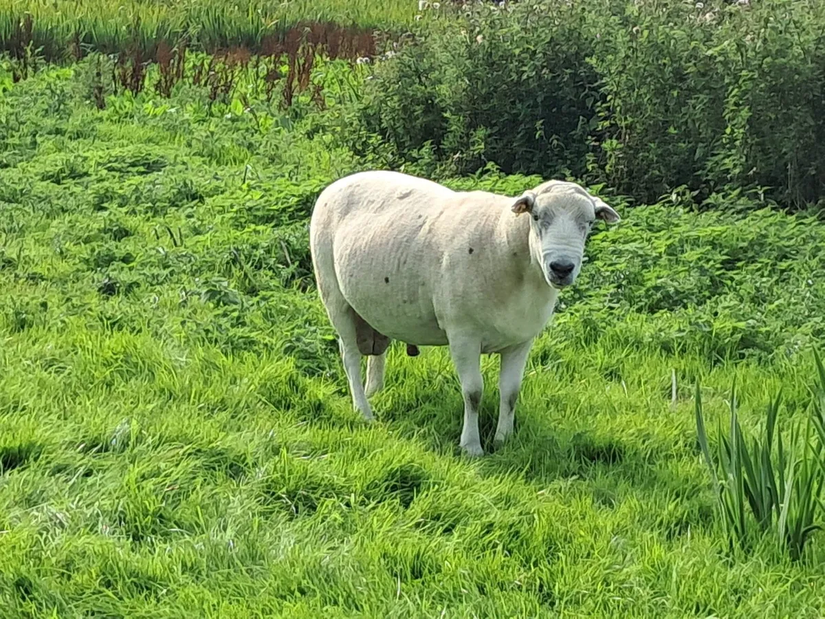 Easy Care Ram - Image 3