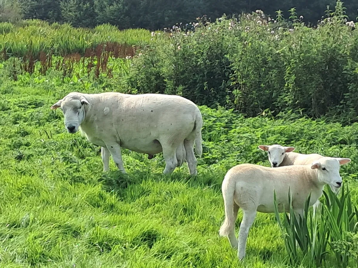 Easy Care Ram - Image 4