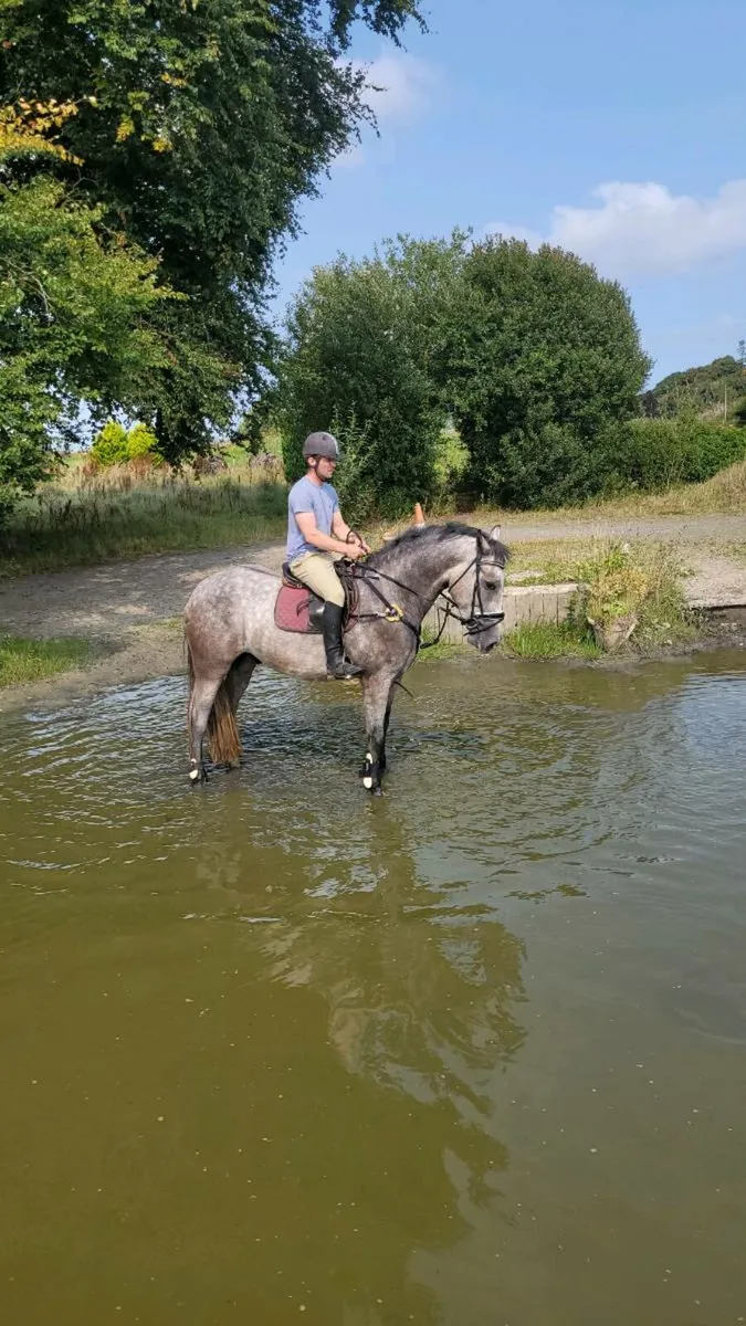 Irish drought gelding - Image 1