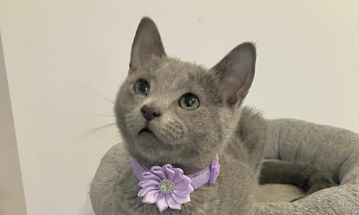 Russian Blue kittens - Elegant, Playful & Sweet! - Image 1