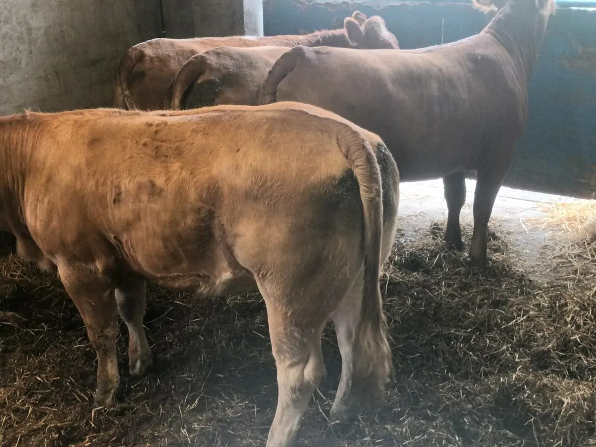 4 smashing U and R grade heifer's for sale - Image 2