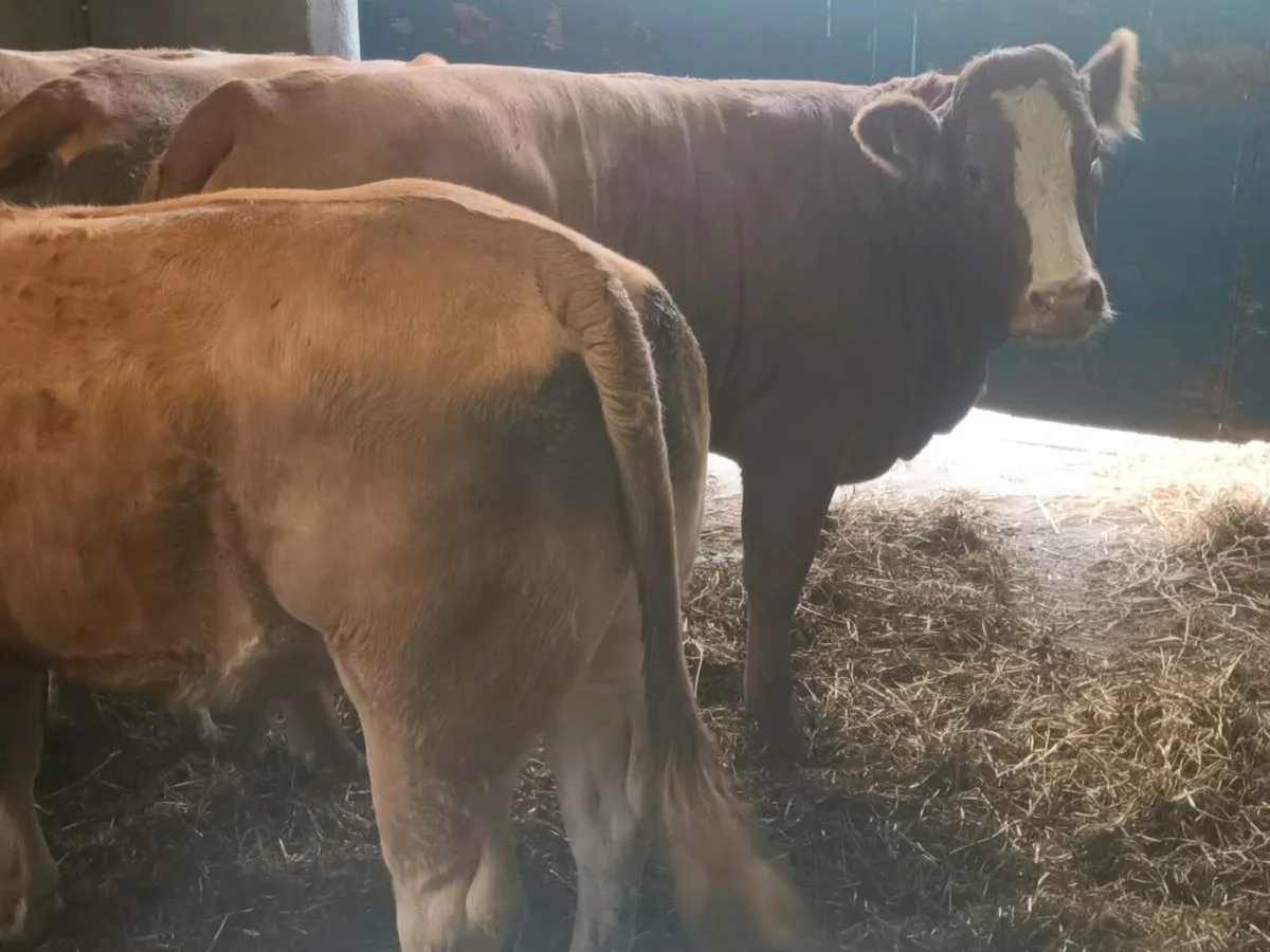 4 smashing U and R grade heifer's for sale - Image 3